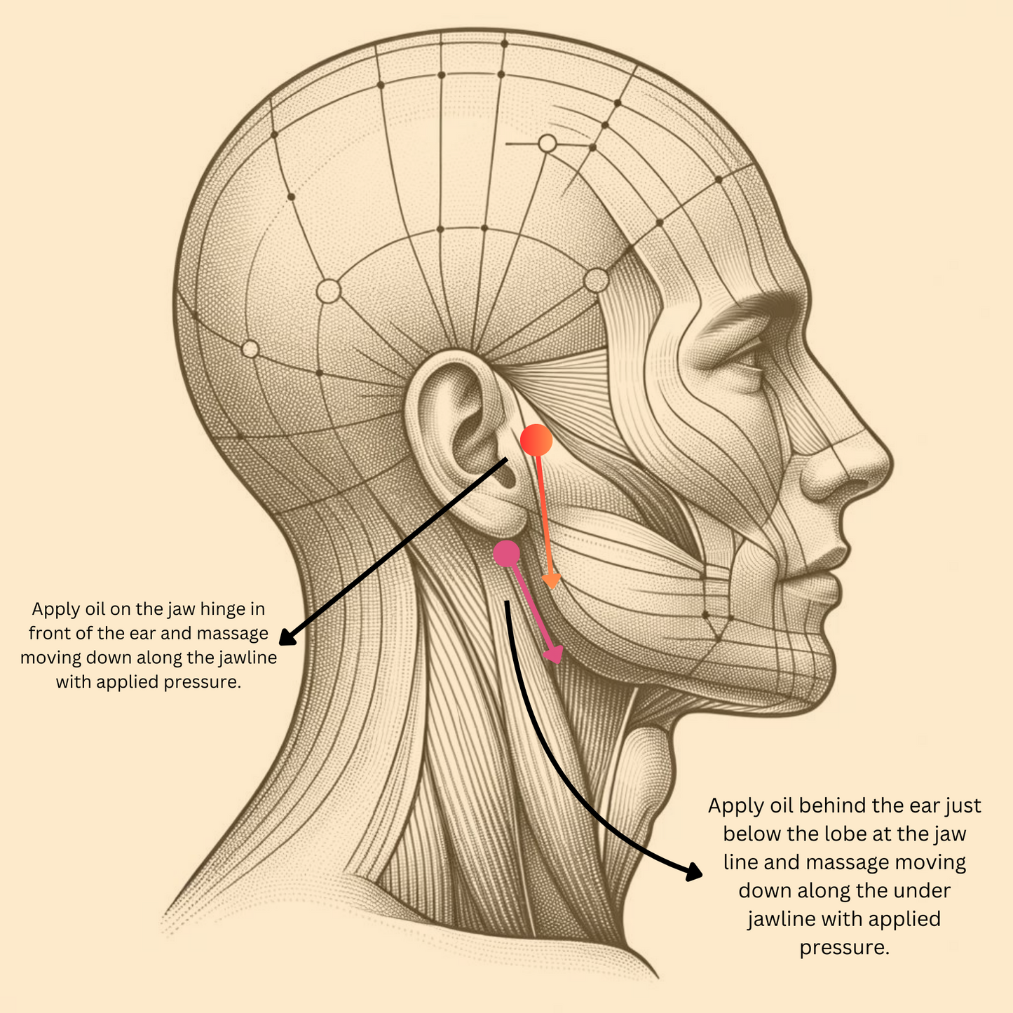 Instructional diagram showing the application of Ear Comfort oil on specific points around the ear and jawline for wellness.